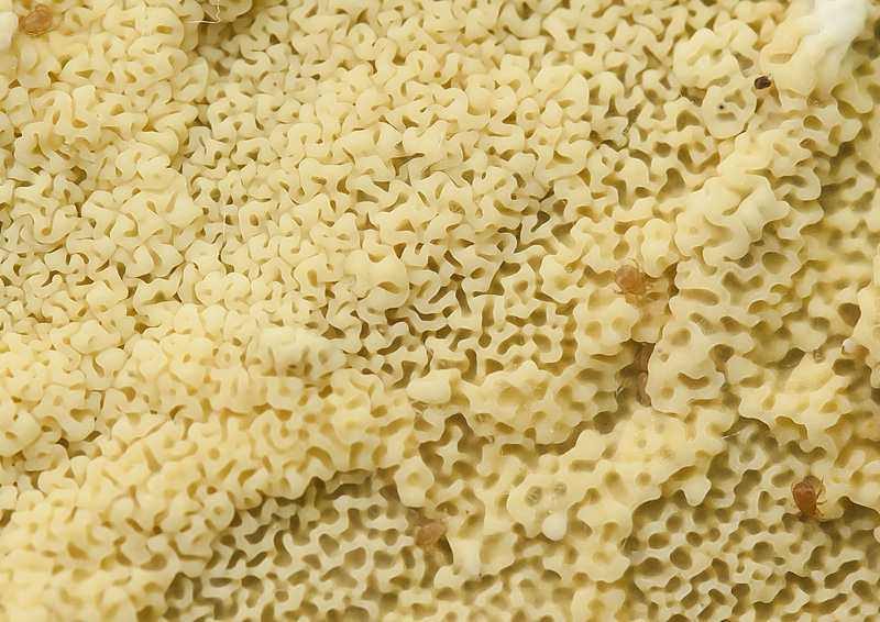 Ceraceomyces serpens